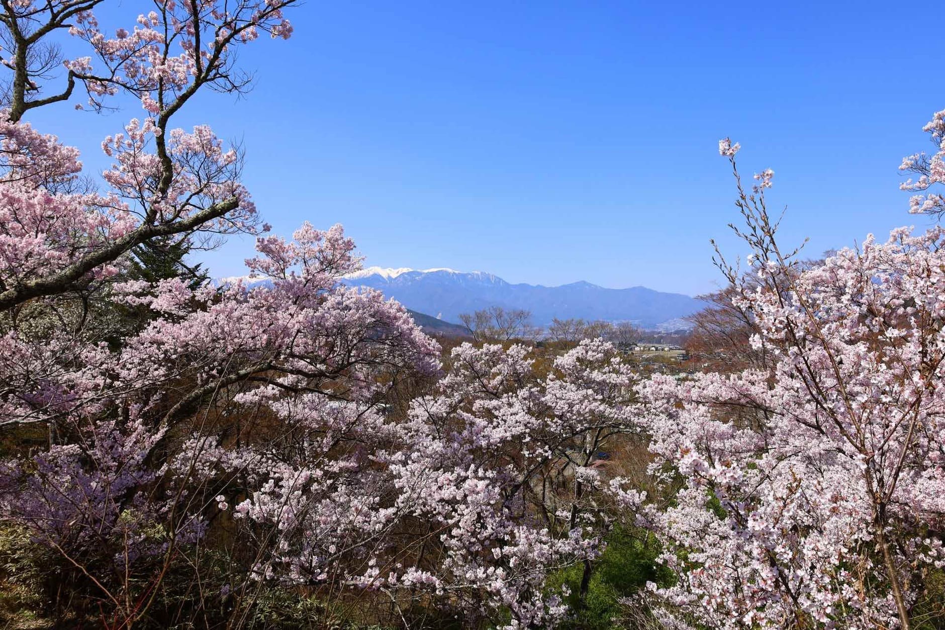 高遠城址公園からの眺め